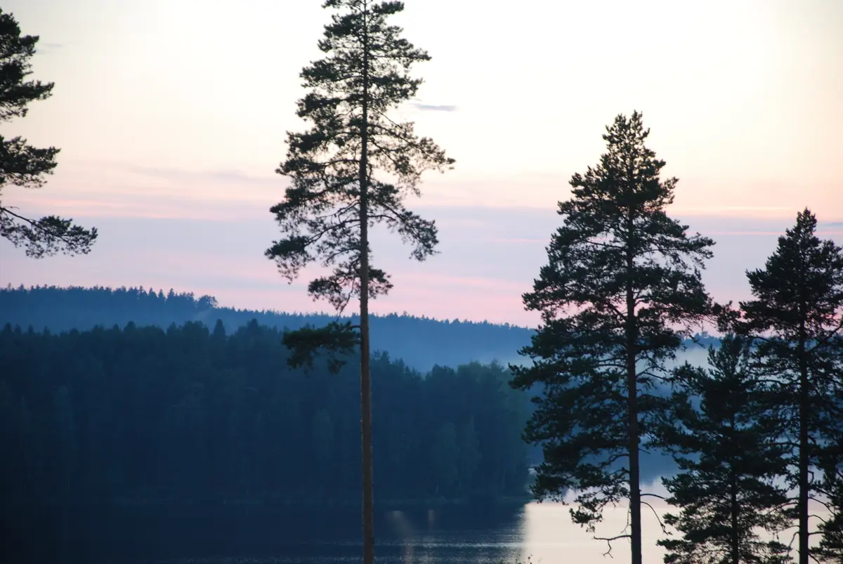 Sommerkveld med utsikt over tjern og trekroner