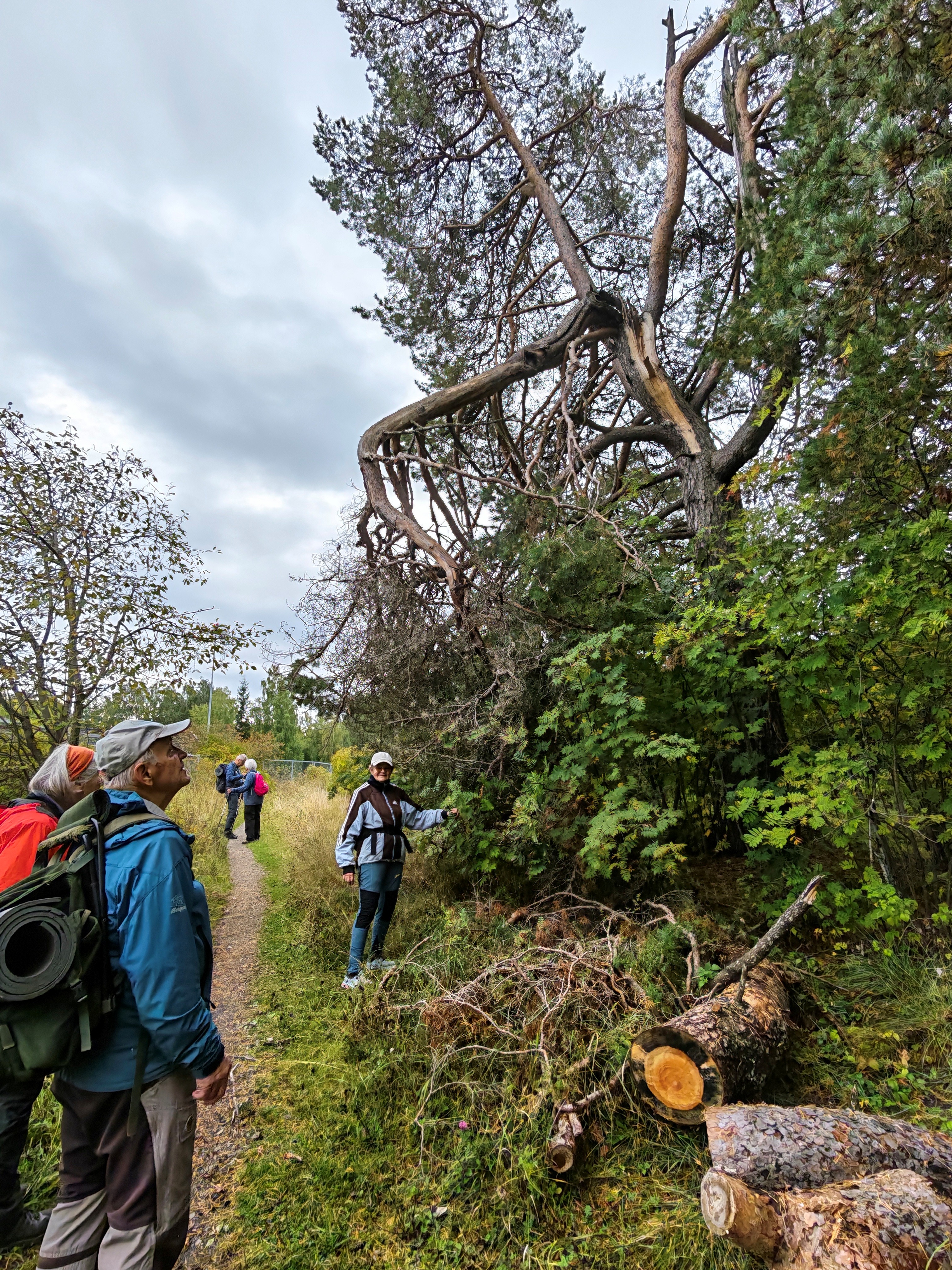 Skog
