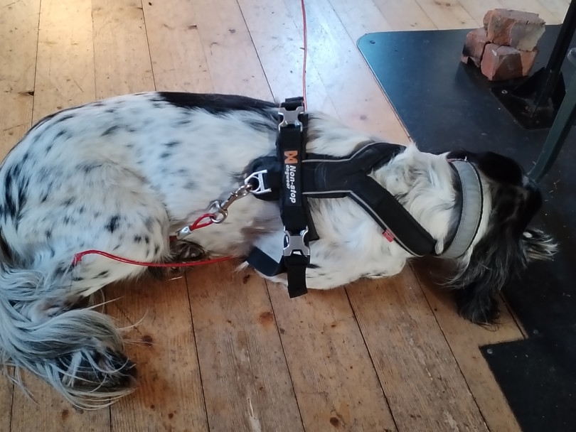 Engelsk setter koser seg ved vedovnen.