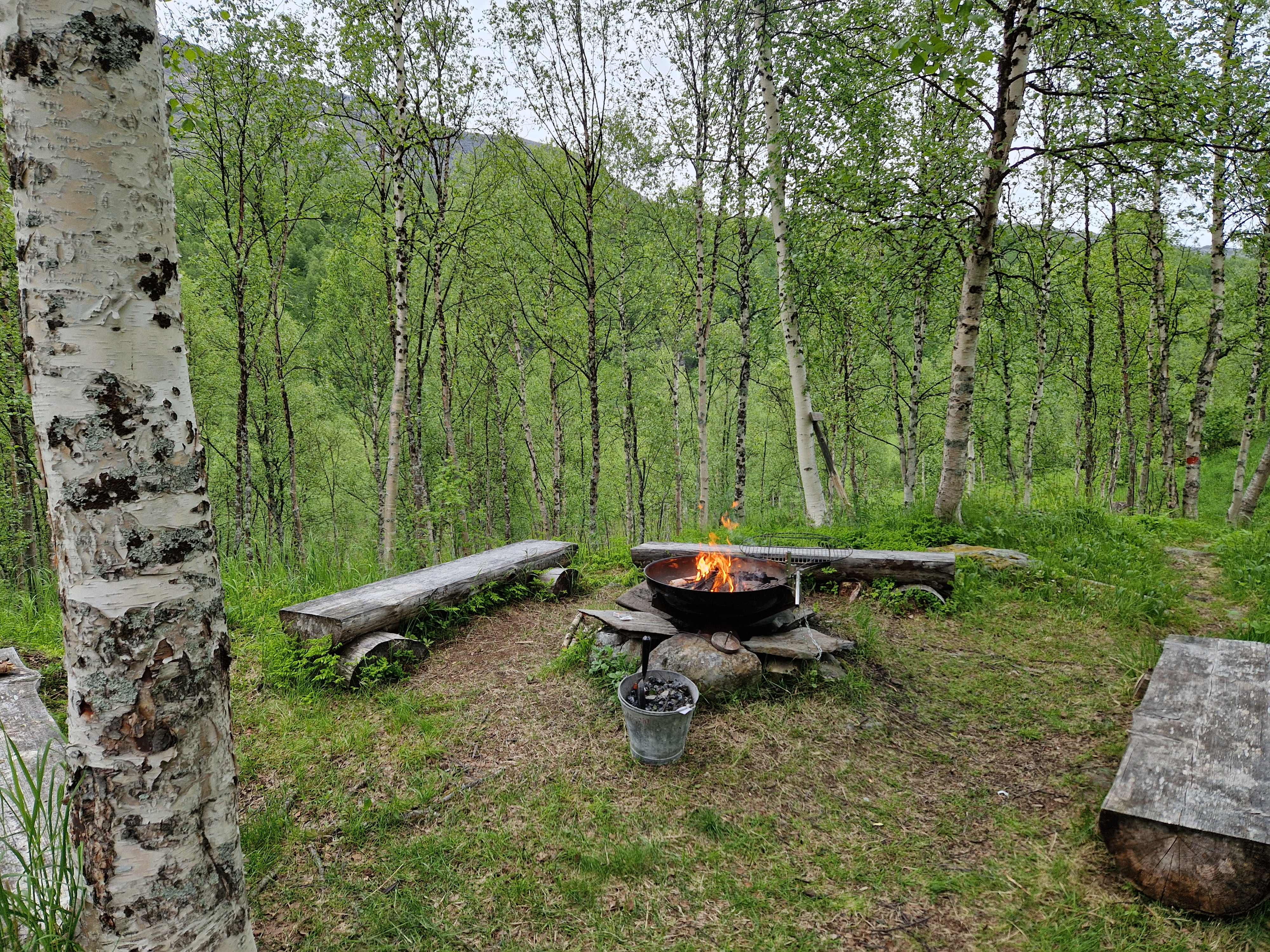 En bålpanne med tømmerbenker rundt. det er sommer, og bjørketrær i grønt rundt bålplassen.