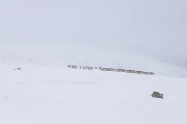 Reinsdyrflokk på vinterfjellet