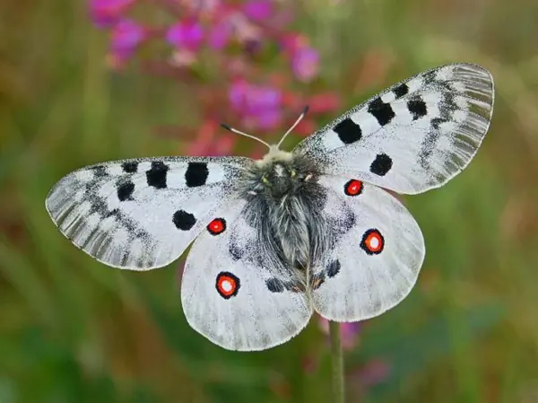Apollosommerfugl