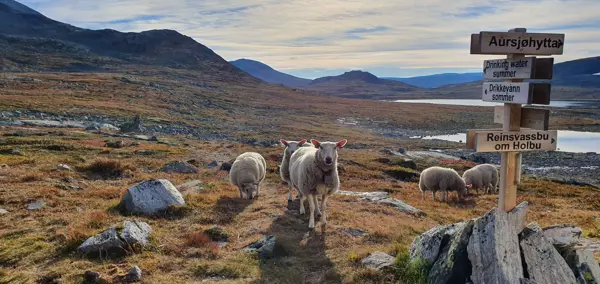 Sauer i fjellet ved skilt