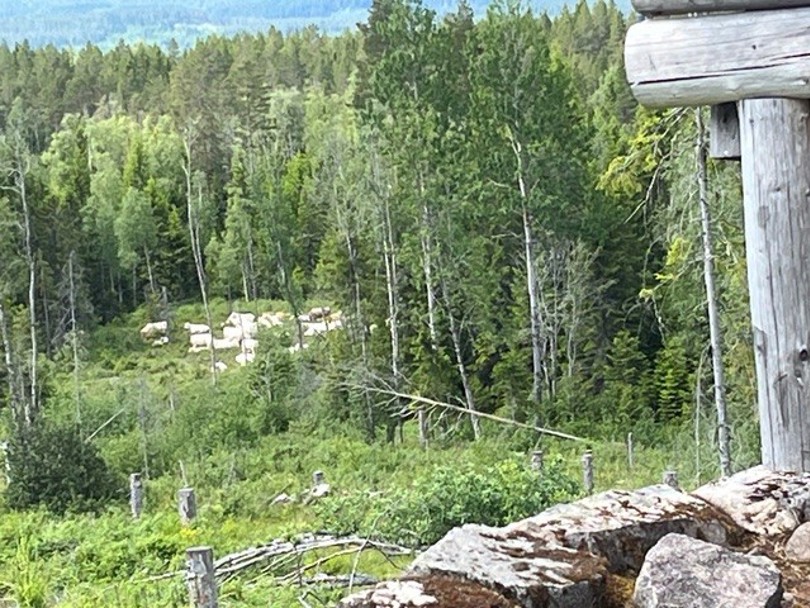 Kuer på beite.