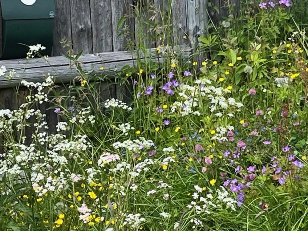 Sommerblomster