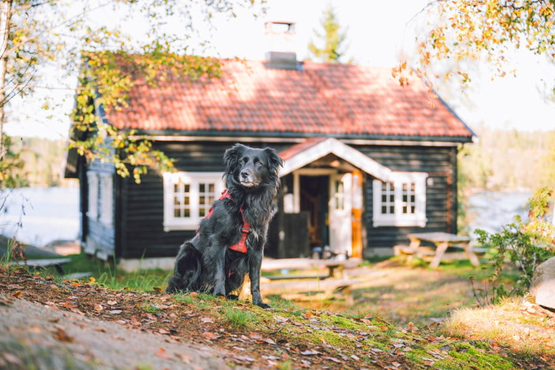 Hund sitter foran hytte