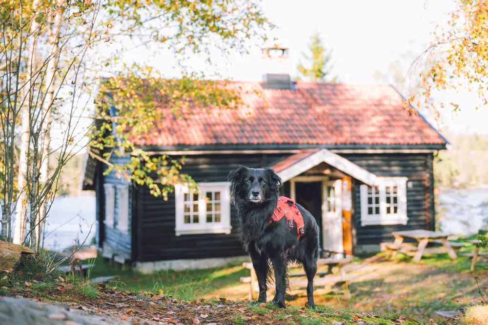 Hund foran hytte i skogen