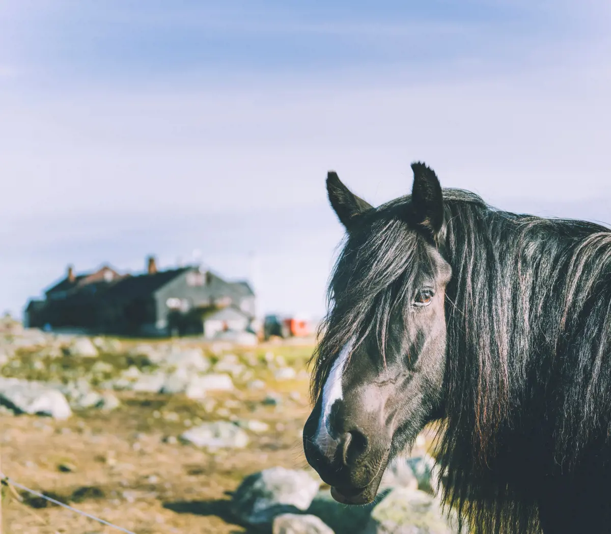 Hest utenfor Sandhaug på Hardangervidda. 