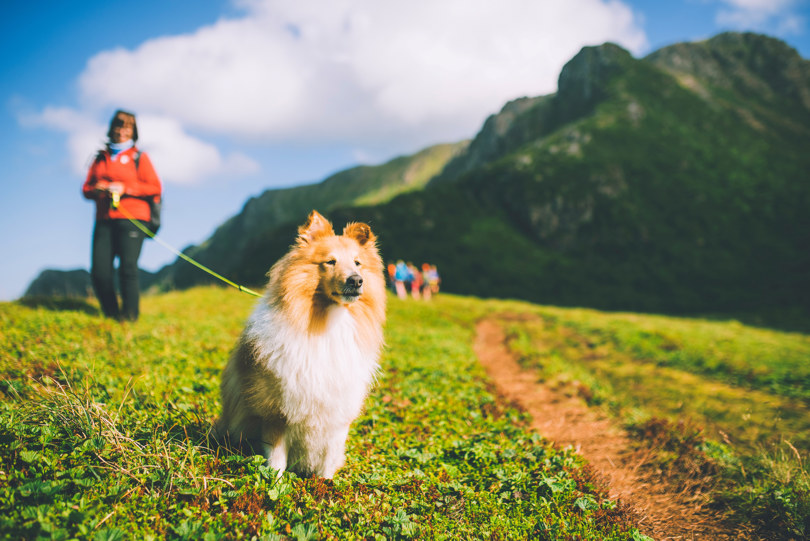 Hund og eier på tur i fjellheimen