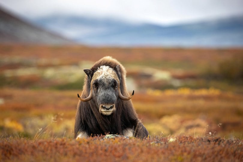 Moskus på fjellet.