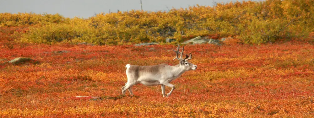 Høst og reinsdyr i Vadsø Vadsø i Finnmark 