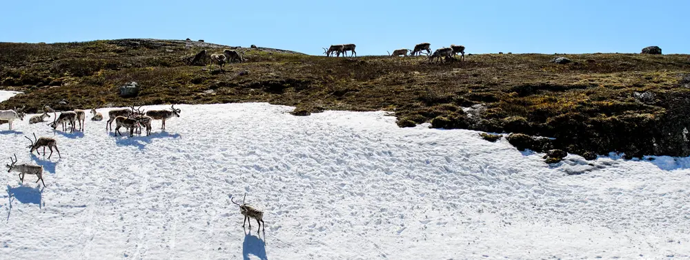 Sommeråpning i Jotunheimen 2015. Multisport, tur over Besseggen og innebilder fra Gjendesheim. 