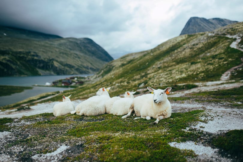 Tre sauer ligger i lyngen på fjellet. I bakgrunnen skimtes en turisthytte og høye topper.