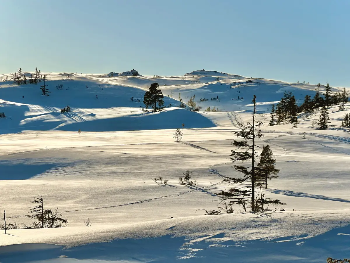 Snødekt vinterlandskap i kupert terreng, med et furutre stående her og der spredt utover. 