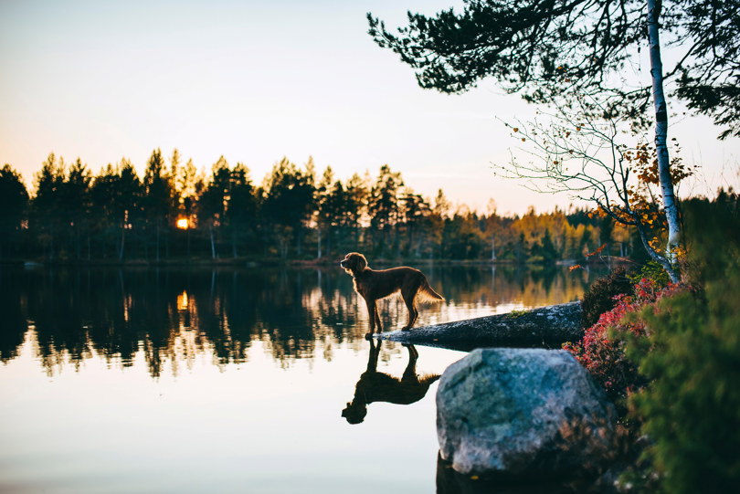 Brun hund står ytterst på en liten steinholme ved et blikkstille skogsvann.