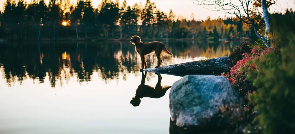 Hund på svaberg ved skogsvann