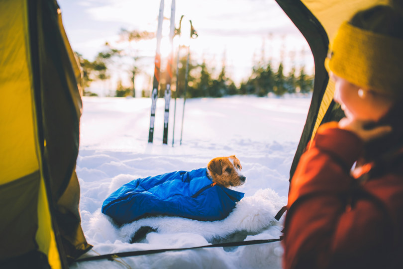 Liten brun hund ligger i en blå sovepose på en hvit skinnfell i snøen utenfor en teltåpning.