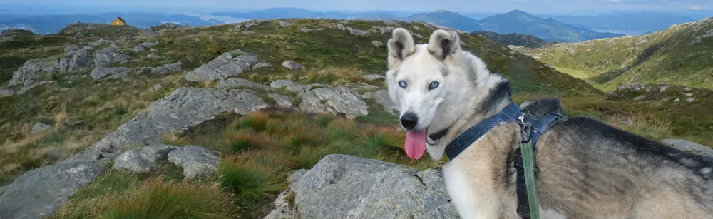 En hund på fjellet kikker i kamera med tungen hengende ut.