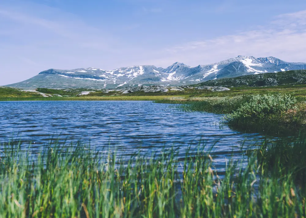 En innsjø, med vanngress i forgrunnen, og fjell i bakgrunnen