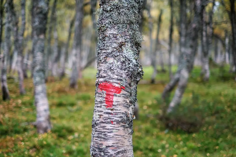 Bilder fra stien mellom Bleskestad og Bleskestadmoen turisthytte. Landskapsvernområde, høst, tåke, furuskog, bjørkeskog. Rød T, merking, natur.