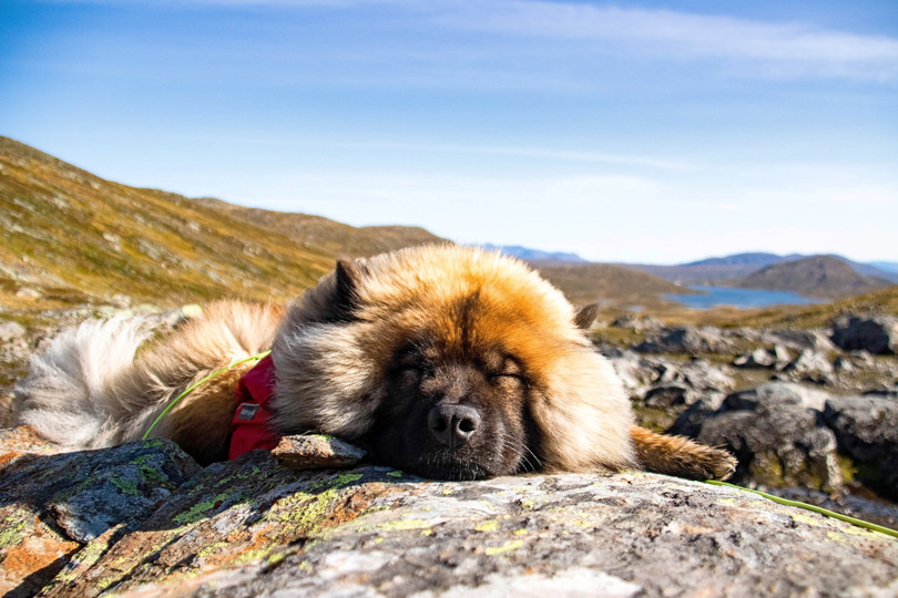 Bildet viser en hund med mye pels som sover på en stein på fjellet. I bakgrunnen kan man se fjell og en innsjø.