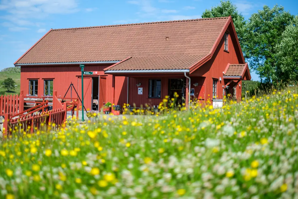 Rød låve med sommerblomster i fronten av bildet.