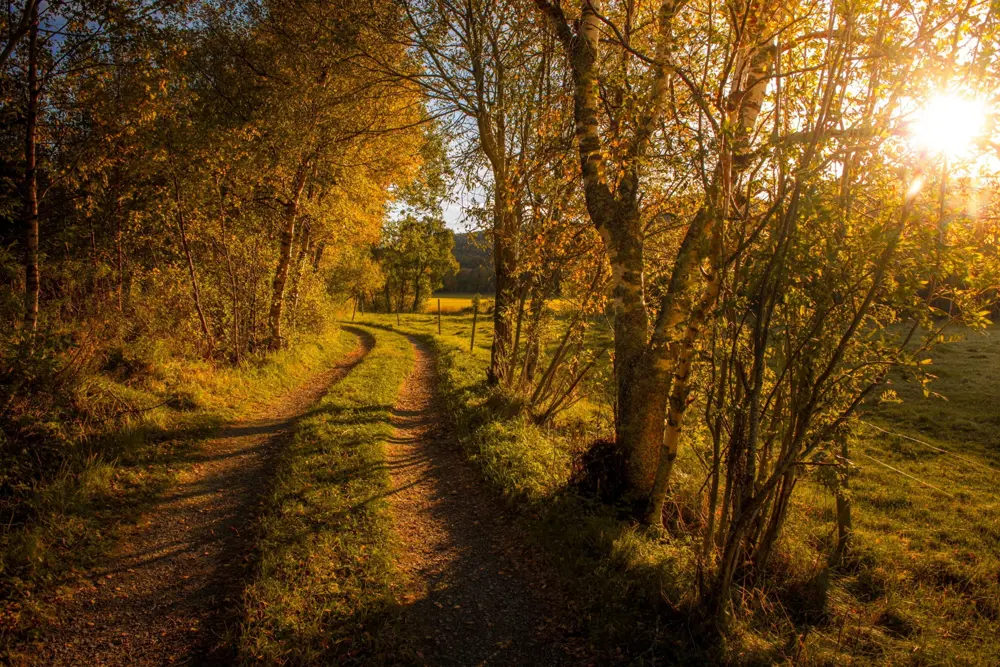 Et høstbilde av en kjerrevei som går fra synspunktet og rett fram inn i bildet. Trær fulle av gule løv langs venstre side av veien, og trær som har mistet nesten alle sine gule løv står langs høyre side av veien. Solen kan skimtes mellom grenene helt på høyre kant av bildet. 