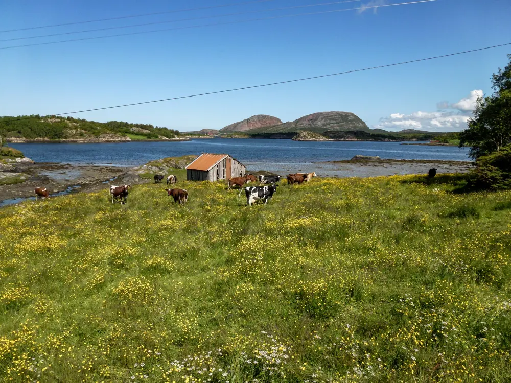 Kuer langs ruta Lysøysund-Vallersund. Fosen i Trøndelag.