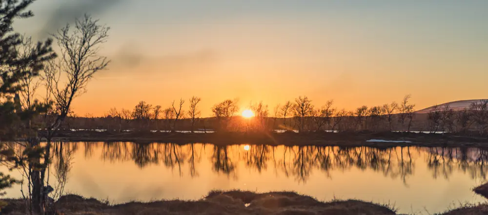 En vakker solnedgang blant de glisne trærene i Femundmarka. 