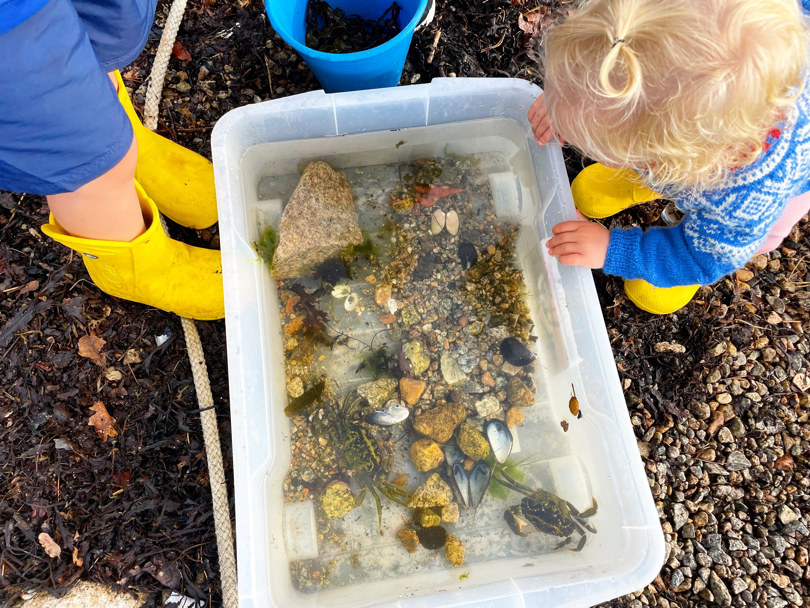 Barn utforsker en balje med krabber, skjell og tare.