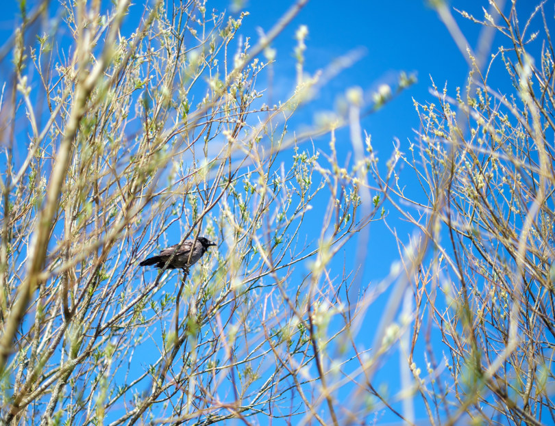 En kråke-fugl som sitter på en gren inne i trær som har begynt å spire.