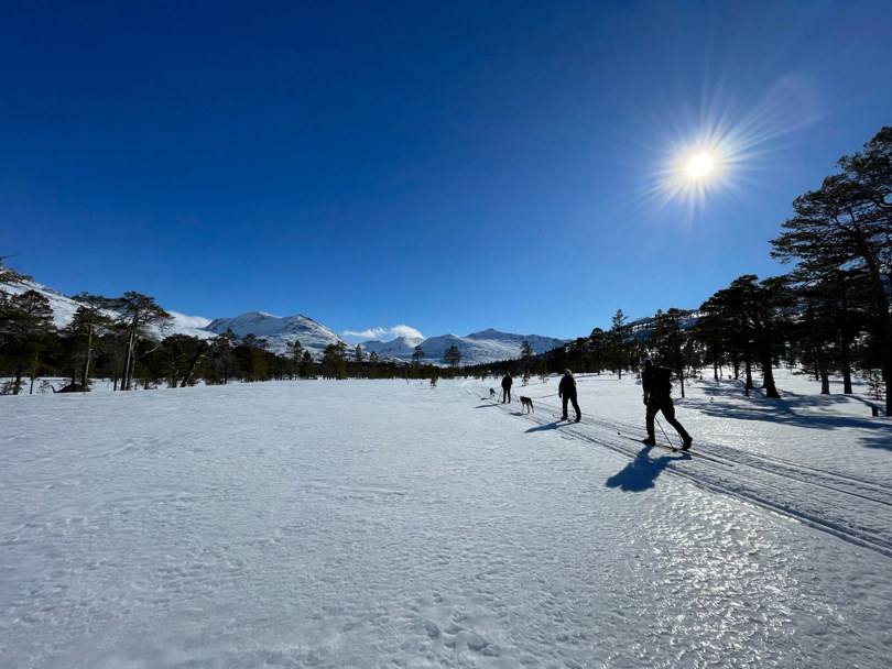 Flere personer og noen hunder går på rekke og rad på ski i strålende sol i fjellet.
