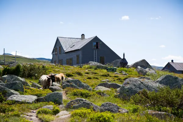 Gråblå hytte i fjellet med noen sauer foran.