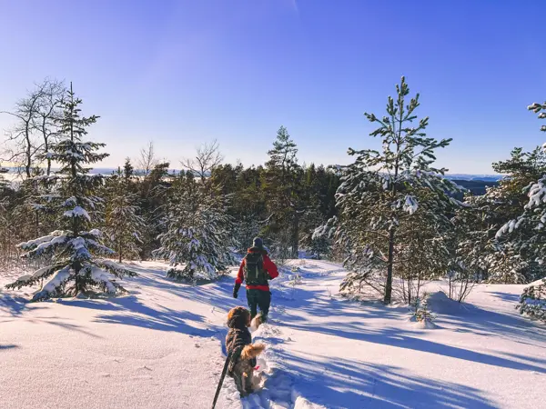Et menneske og en hund vandrer innover snødekket skog på vei mot en fjelltopp.