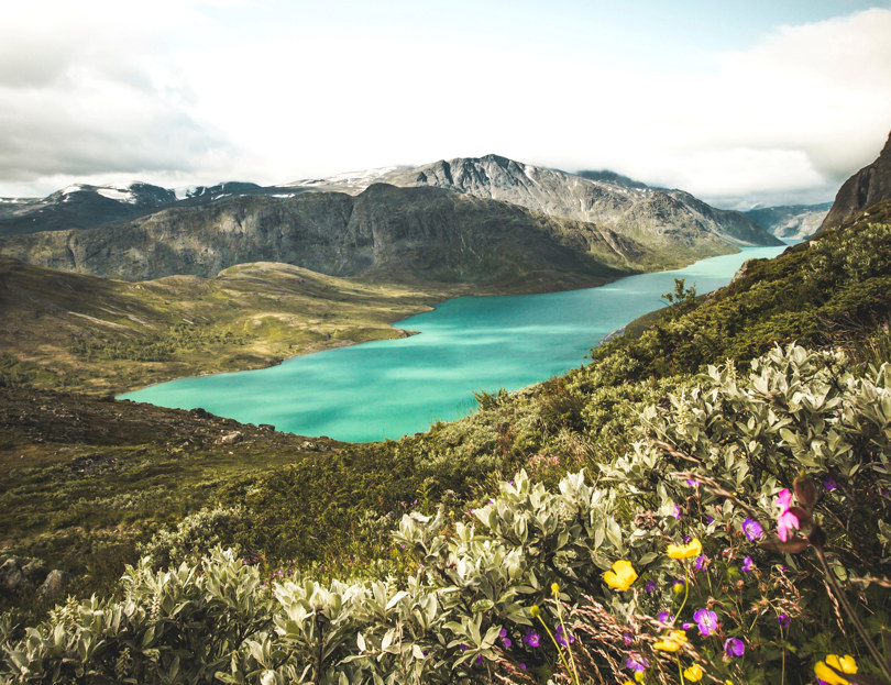 Vakre blomster og det glitrende grønne fjellvannet Gjende i bakgrunne.