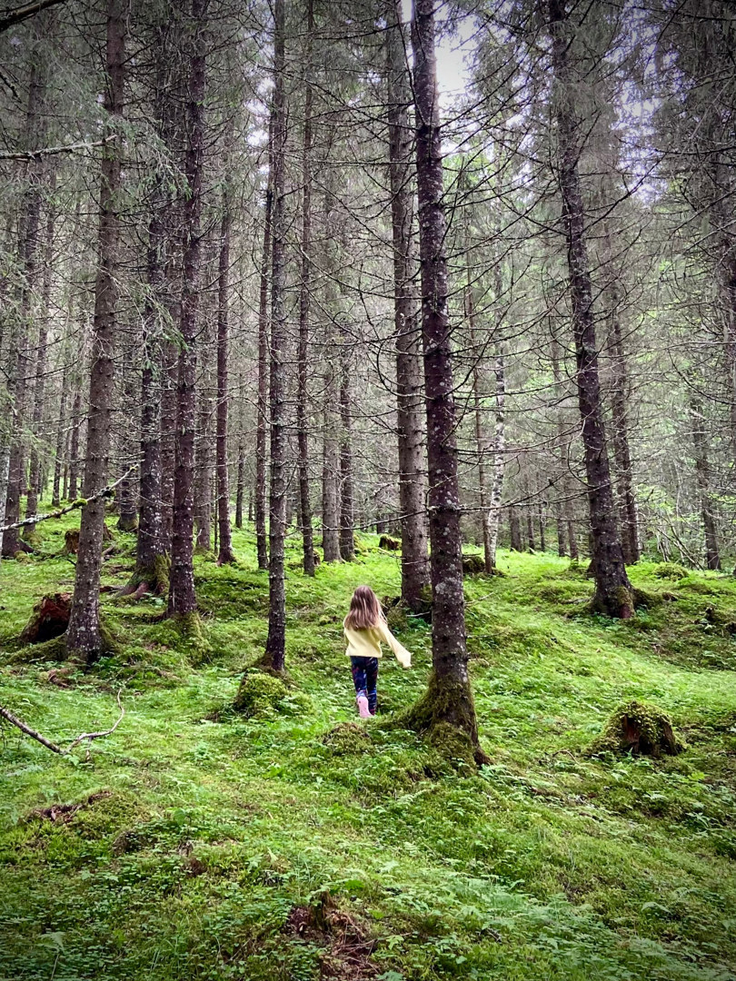 Homla naturreservat, skogen ved Storfossen