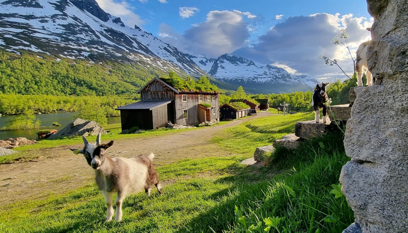 Geiter som beiter og rydder landskapsvernområde. Innerdalen, Sunndal kommune