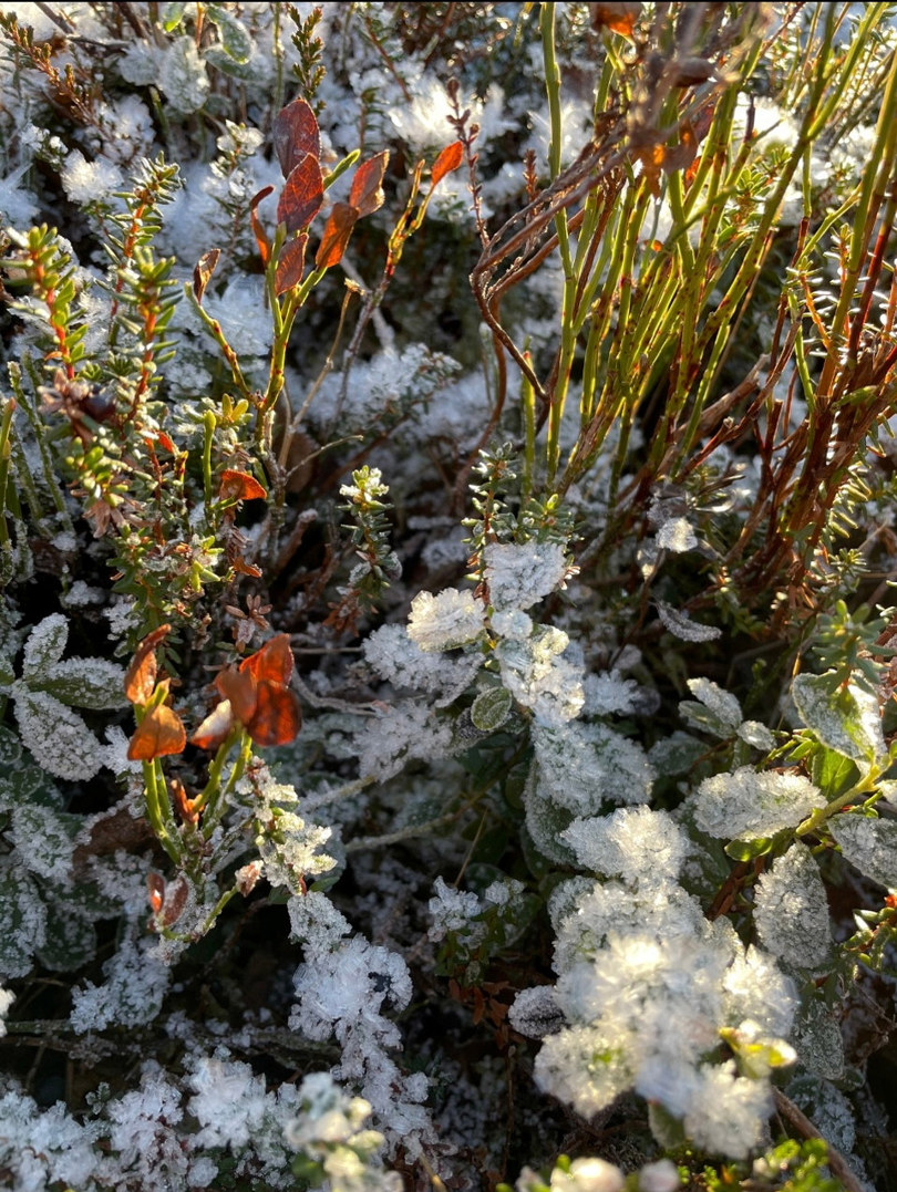 Dette er fra tur jeg tok opp til Mjuken i Resdalen. Flott med frostnetter