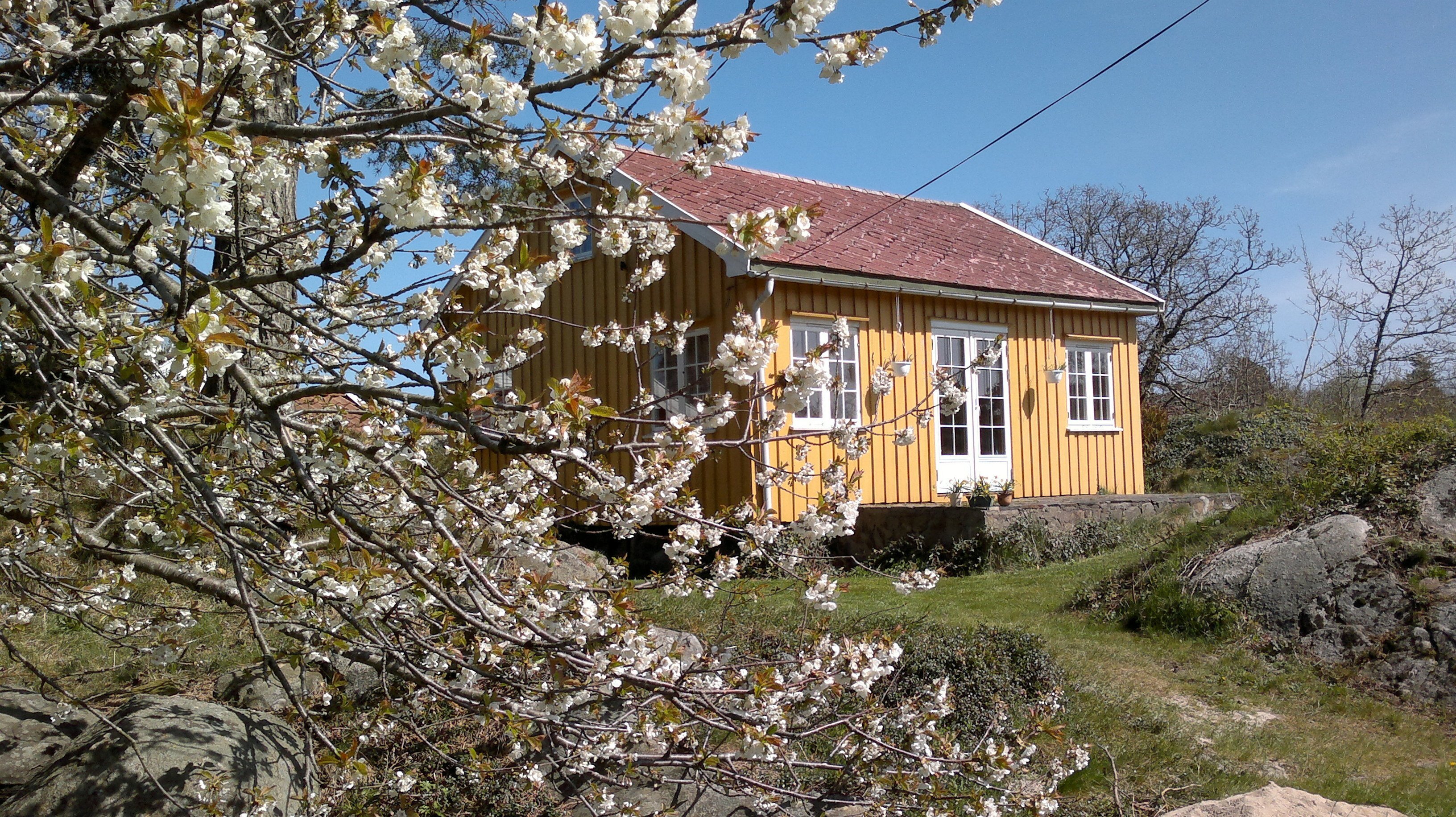 Gul hytte med blomstrende tr&aelig;r rundt