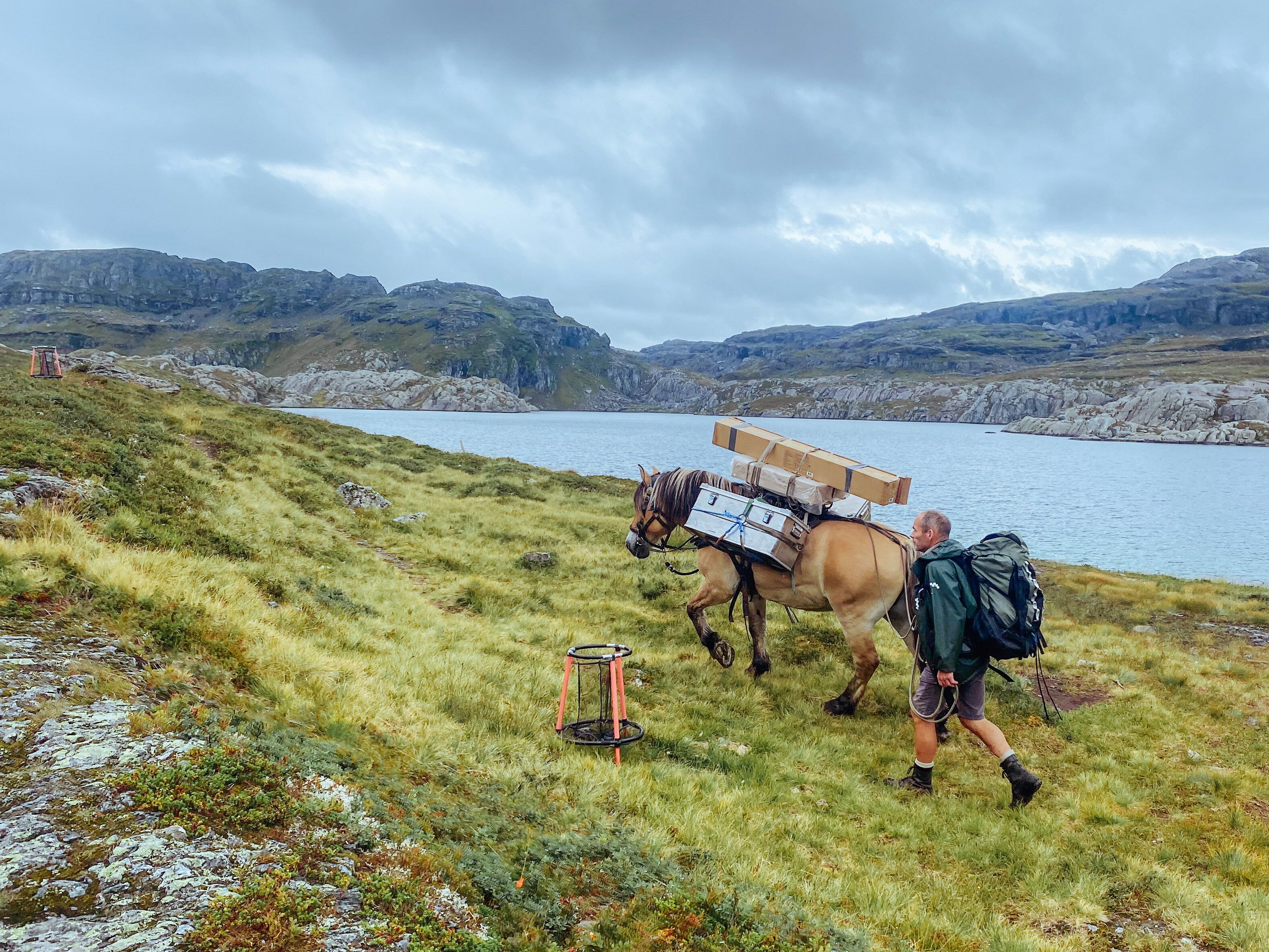 En hest med kl&oslash;v p&aring; g&aring;r oppover fjellet.