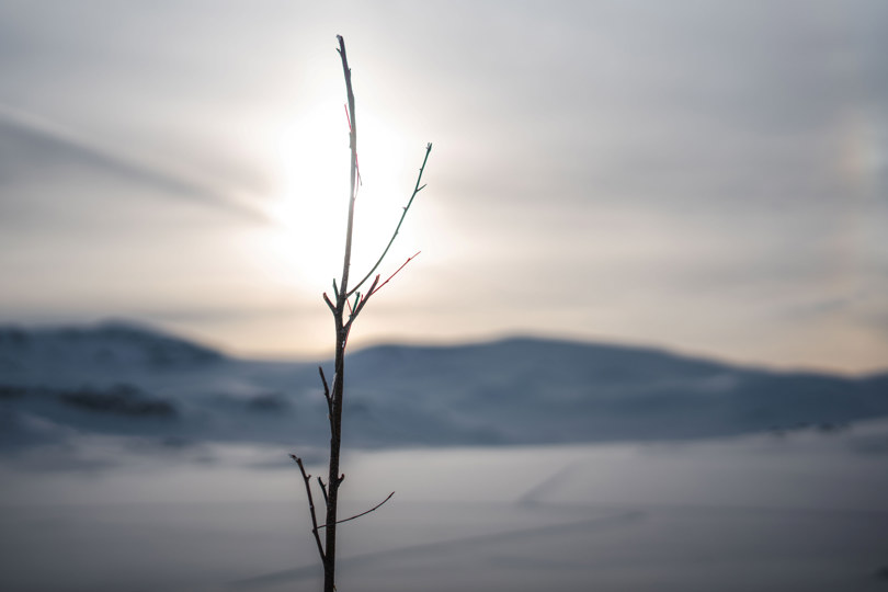 En kvist som står i snøen