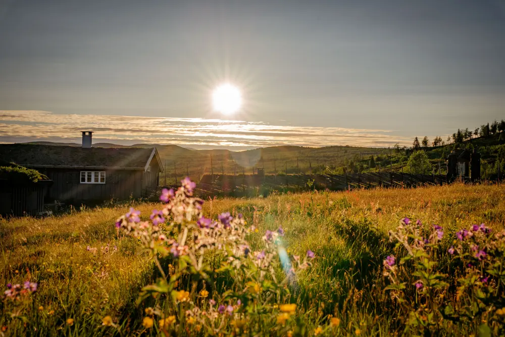 Liomseter og Langsua