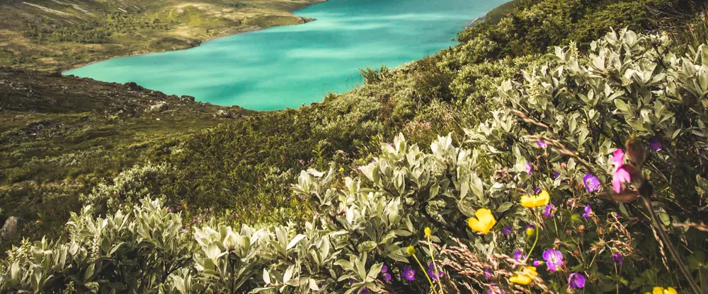 Fjellblomster med fine farger ved Gjende.