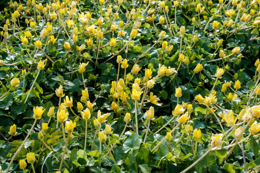 Bilder fra turen Sola - Ølberg - Vigdel. Stikkord: Solastranden, Solastranda, Jærstrendene, kyst, turforslag. Vårkål, blomster, natur.