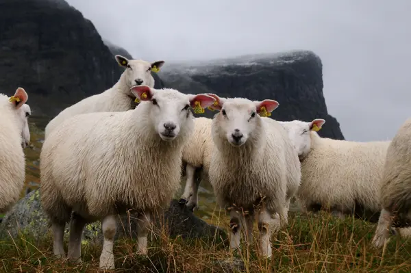 Fine sauer skal hjem fra fjellet.