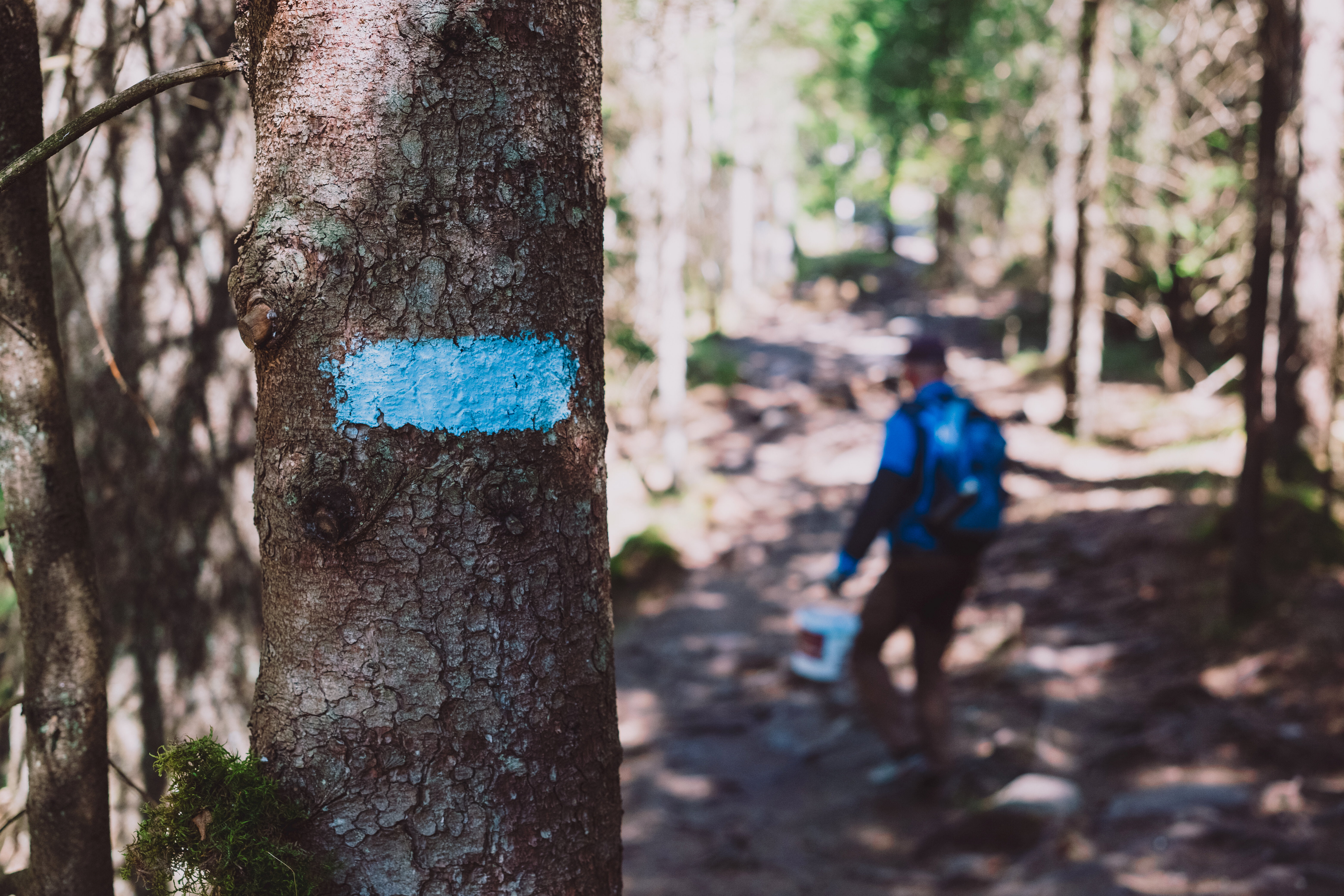 Et bl&aring;tt merke p&aring; et furutre. En person g&aring;r i skogen bak med et malingsspann