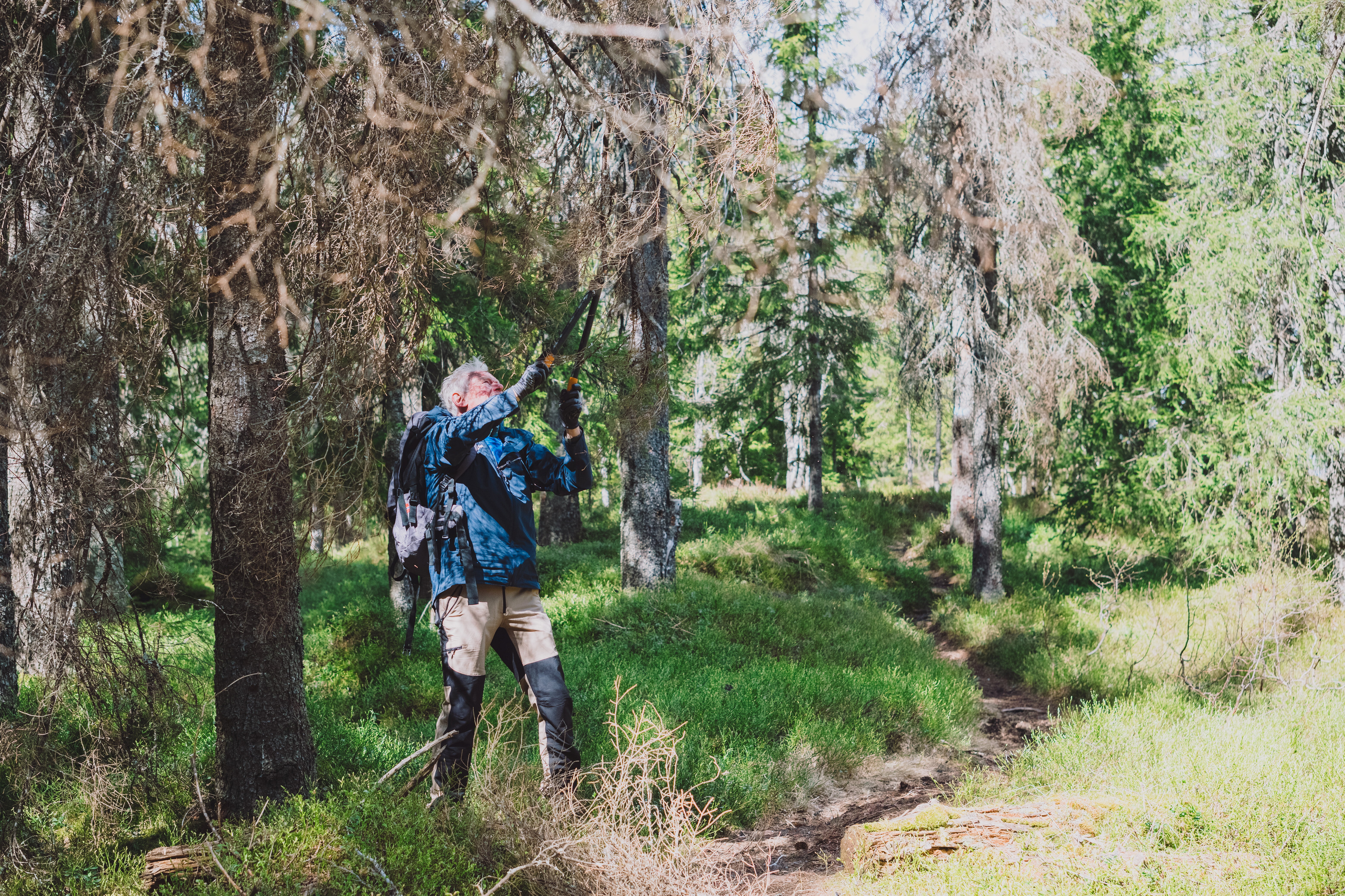 En person st&aring;r med en kvistklipper i skogen og rydder noen greiner p&aring; en sti