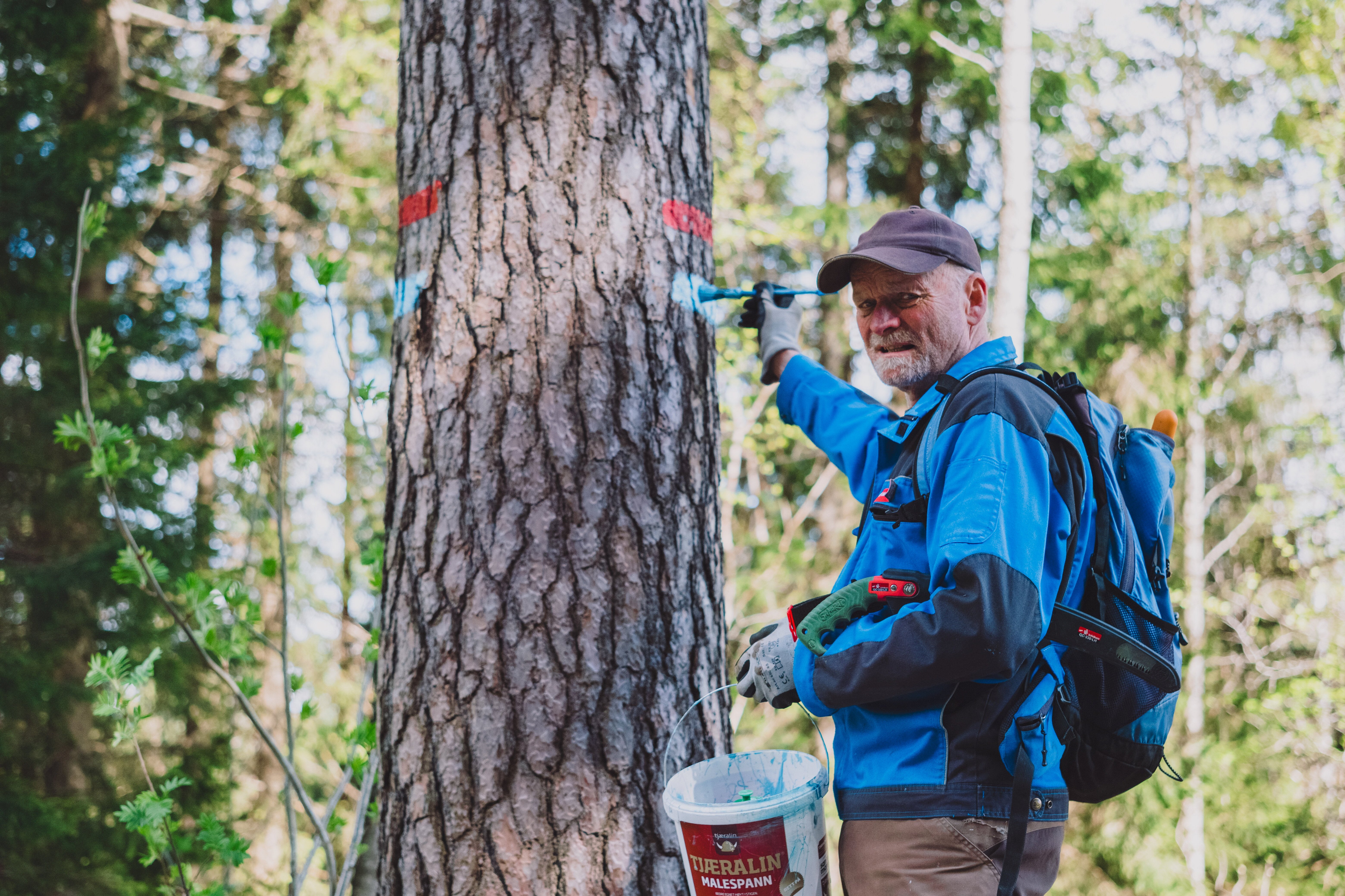 person som maler en bl&aring; strek p&aring; et tre i skogen